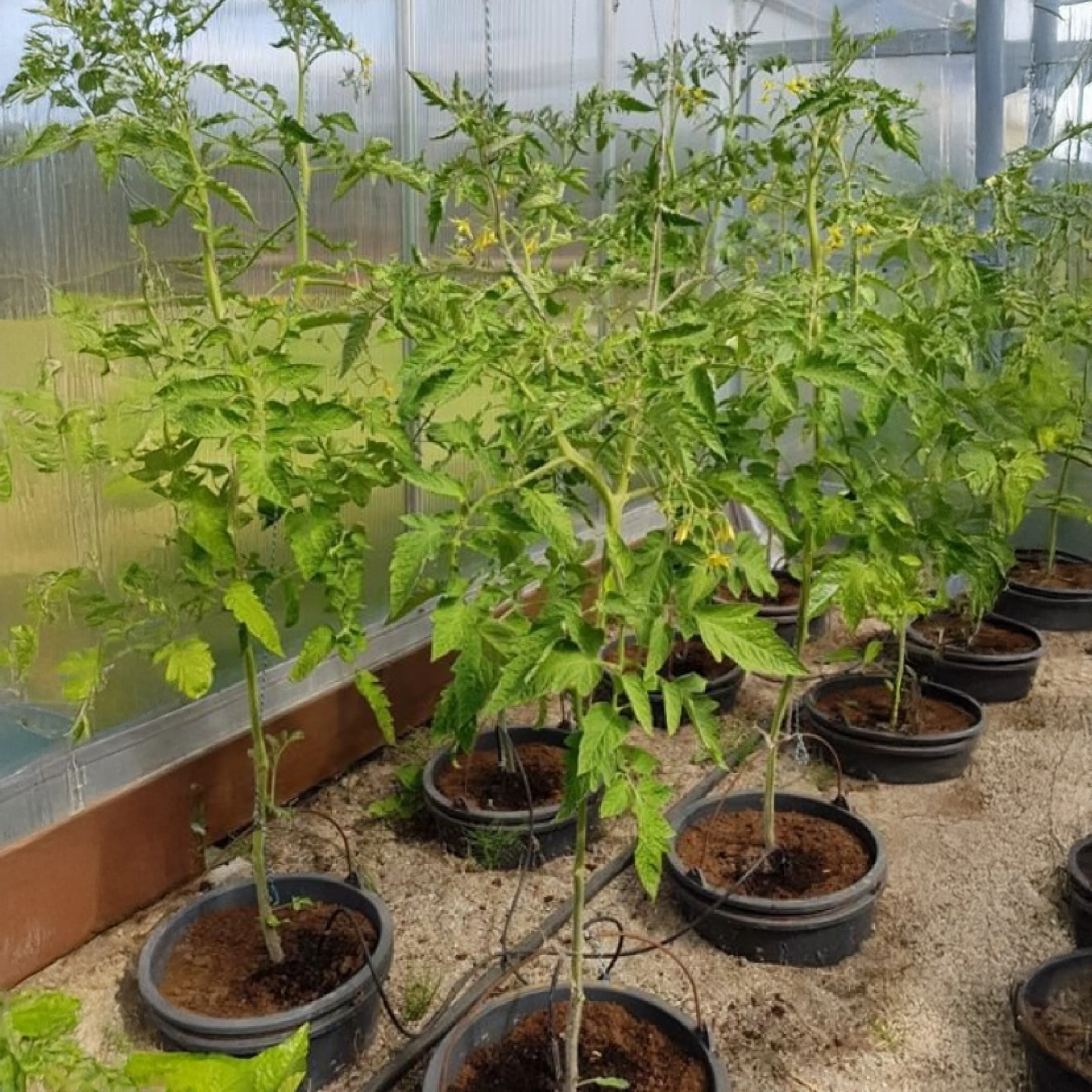 FREE GIFT - Drip Irrigation System - Image 3